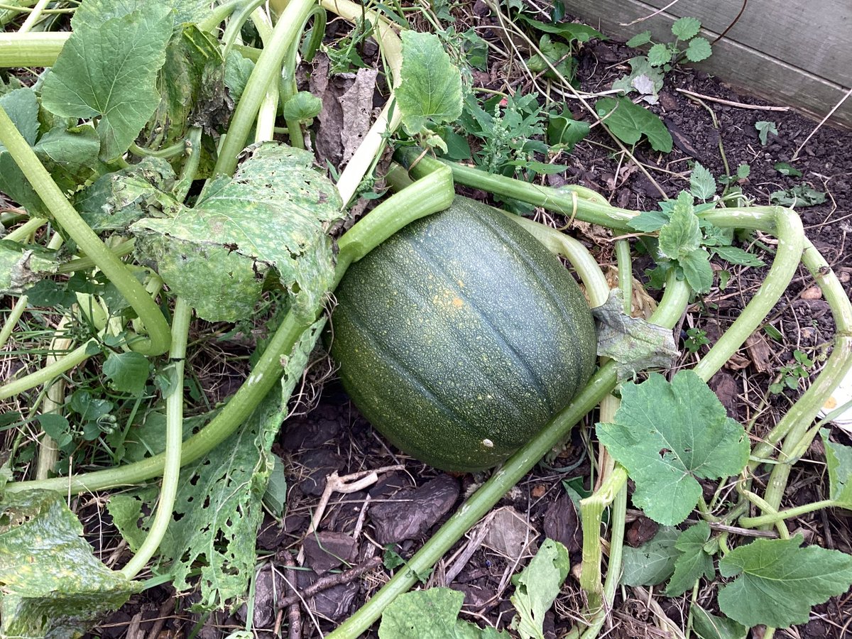 _MrsTilley's tweet photo. Can’t believe this pumpkin has grown from our school compost heap! I spy an orange patch developing 🫢🤞🏻🎃 https://t.co/cP5VFEC48K