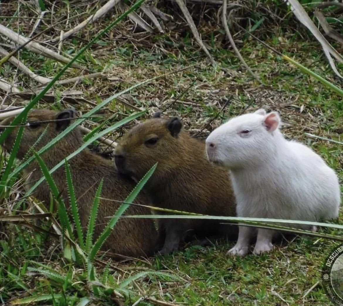 Capybaras tweet media