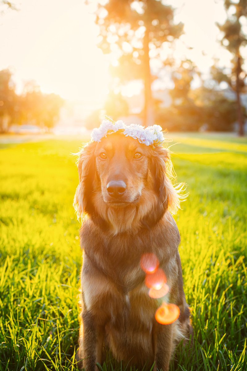 Golden hour golden girl.