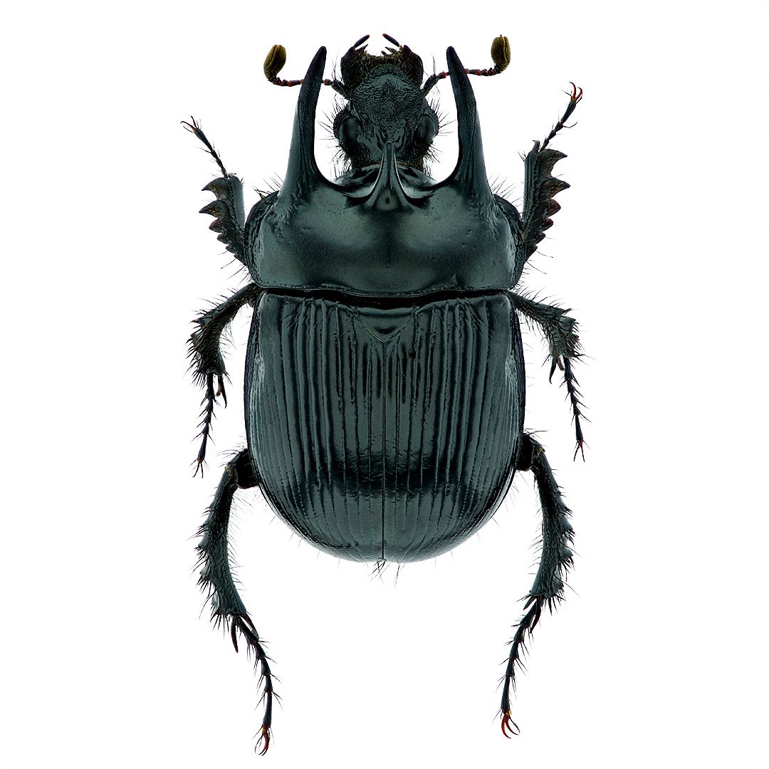 Minotaur beetle, Typhaeus typhoeus. The males are easy to identify by their horns, which can vary in size. 

#minotaurbeetle #stierkäfer #coleoptera #insects #käfer