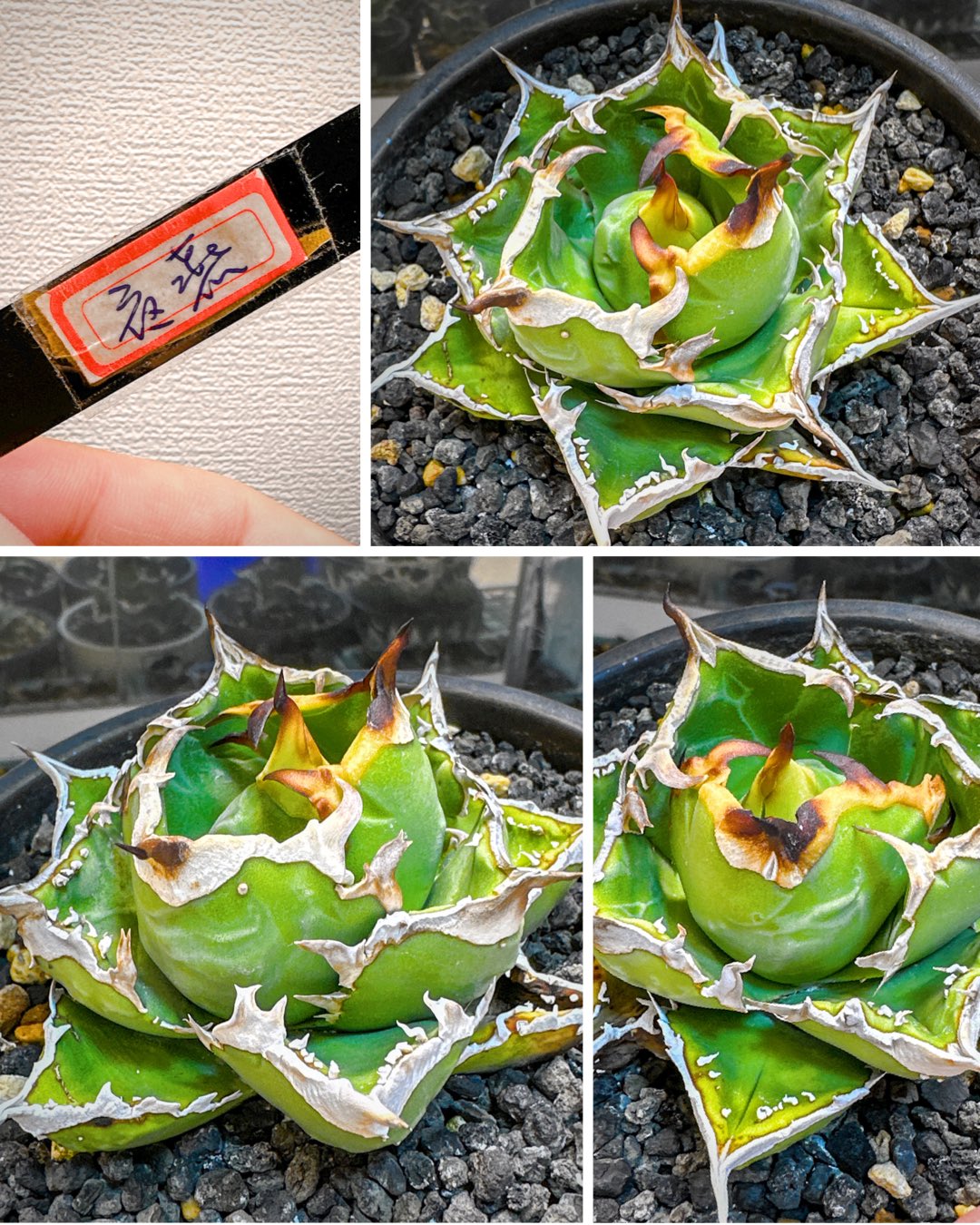 アガベ　lize血統 夜燕　未発根 夜燕（Lize産） From @lize_gardening ちょいブツは継続😁 子株