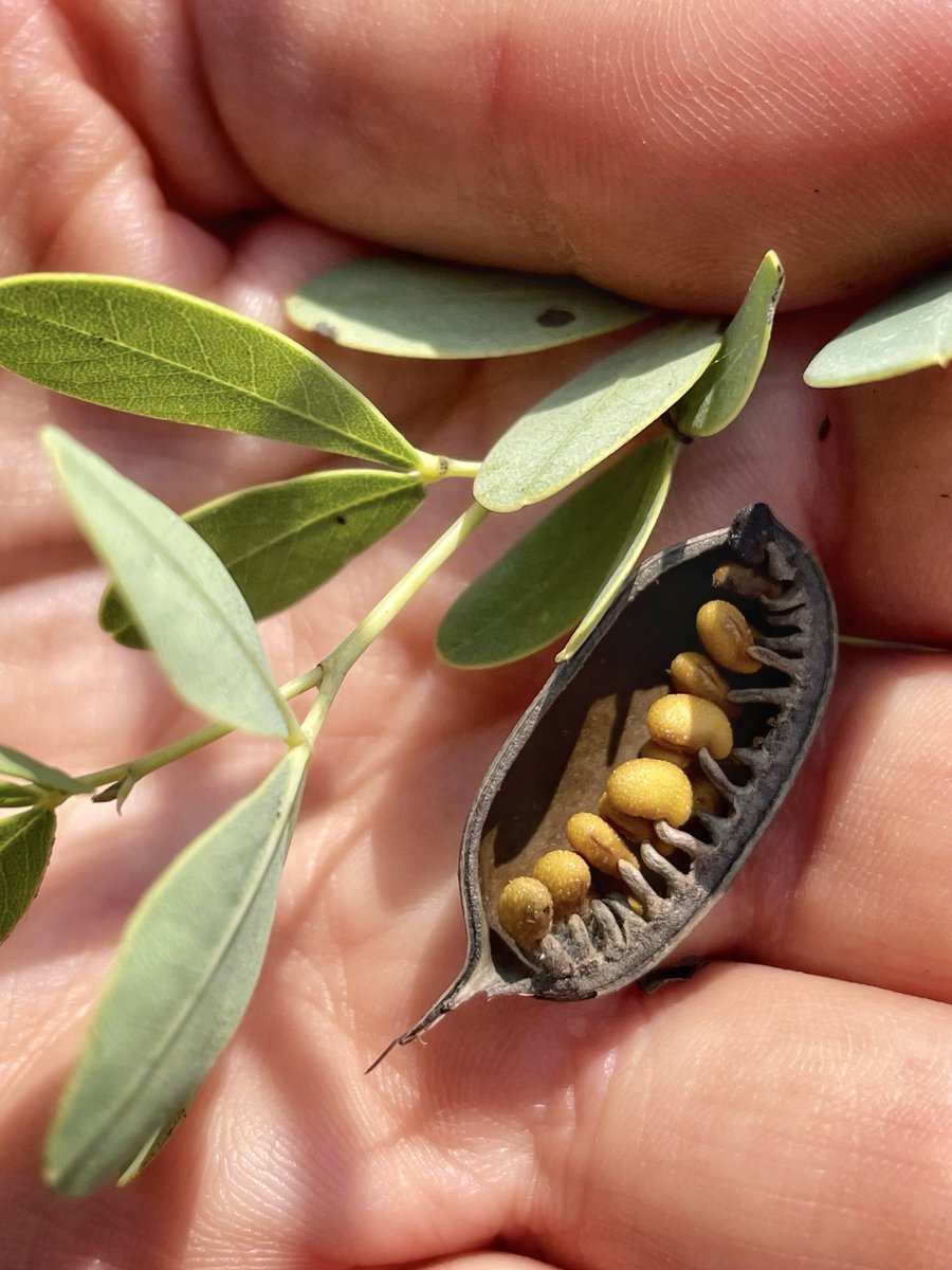 KUFieldStation's tweet photo. 🌻Teaching the joy of collecting prairie seeds, one tiny explorer at a time.🌾

#kufieldstation #lawrenceks #lawrencekansas #obfs #getoutside #prairieseeds #seedcollecting #futureconservationist #prairie https://t.co/R4ptSvMdWB