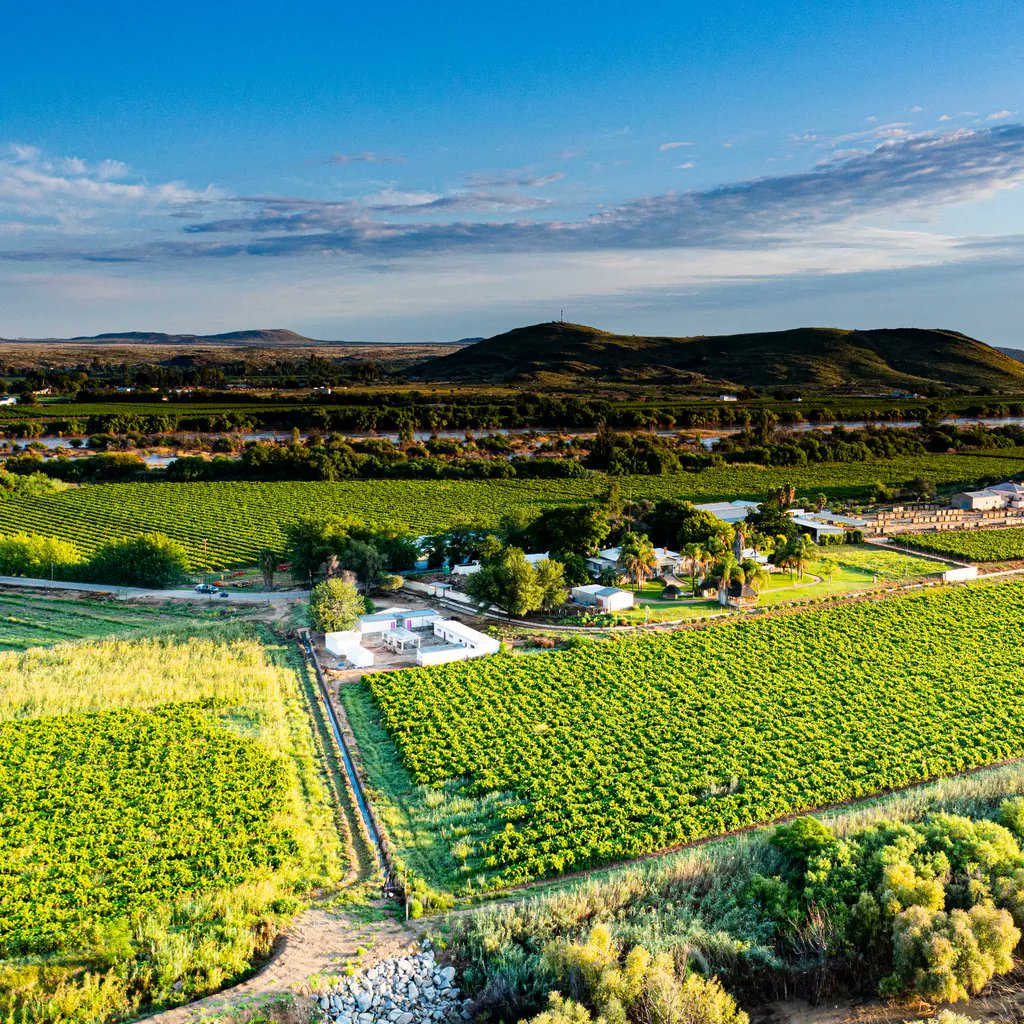 South African raisins are produced in the Orange and Olifants river regions, which is in the Northern and Western Cape respectively. These regions experience exceptional levels of sunshine, on average 10.5 hours every day between January and March ☀️

#southafricanraisins