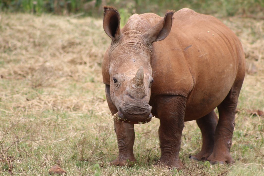 KWSKenya's tweet photo. Meet Willy, a brave little rhino with a big story, orphaned at 5 months after the death of his mother at Meru National Park. Named after his caregiver Warden Willy Adulo. Willy's journey tugs at our hearts as we approach #worldrhinoday.
📸 Irene Ouma https://t.co/ZZsMovFfHL