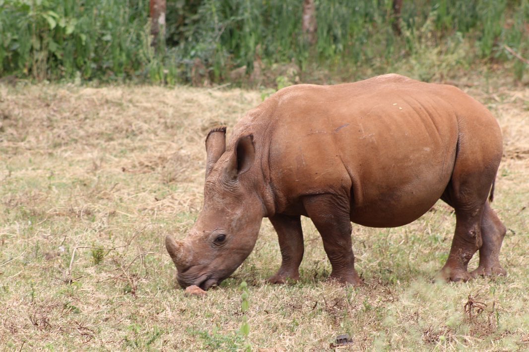 KWSKenya's tweet photo. Meet Willy, a brave little rhino with a big story, orphaned at 5 months after the death of his mother at Meru National Park. Named after his caregiver Warden Willy Adulo. Willy's journey tugs at our hearts as we approach #worldrhinoday.
📸 Irene Ouma https://t.co/ZZsMovFfHL