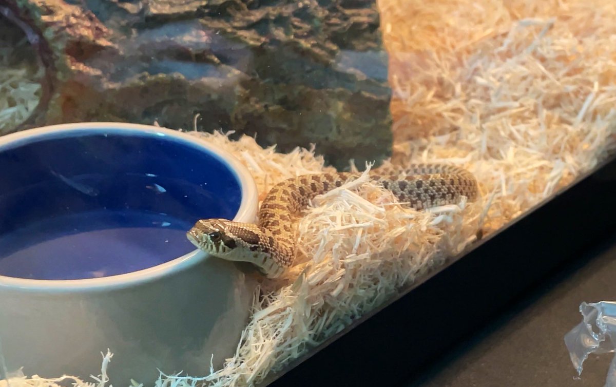 I have an announcement. 

📢 We got a noodle!!! 📢

My first noodle ever 😭