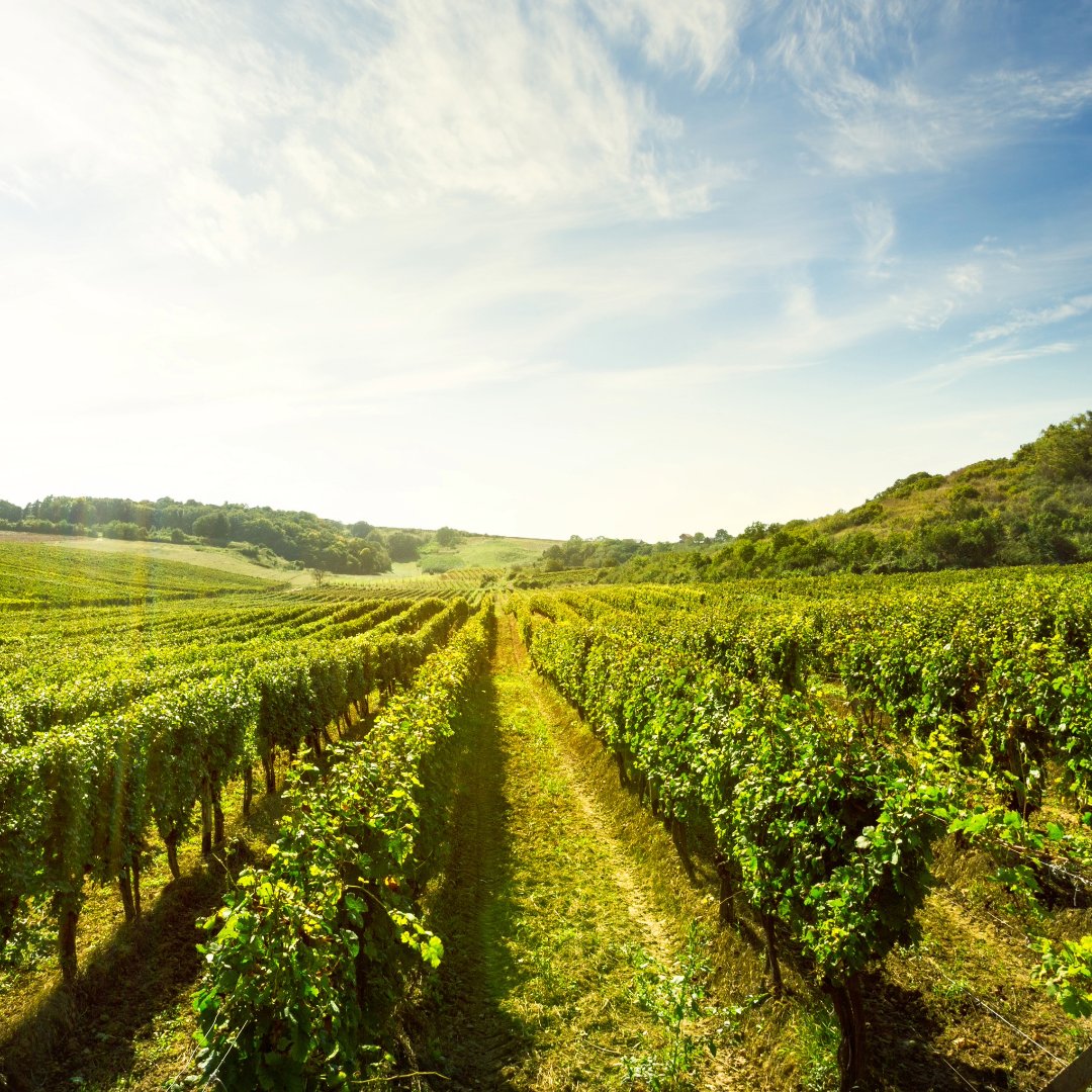 OIV_int's tweet image. 👩‍🔬OIV autumn 2023 meetings start next week with the #Viticulture commission. Some of the topics in discussion are:

🌱New biotechnological tools being developed for grapevine protection

🌱Introducing discussion about #biodynamic viticulture