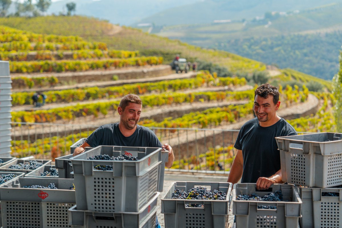 CroftPort's tweet photo. Rostos felizes, uvas felizes, vindima feliz. 😃 Happy faces, happy grapes, happy harvest.
#croftport #douro #quintadaroeda #vindimas #harvest #harvest2023 https://t.co/5USSZJ37cA