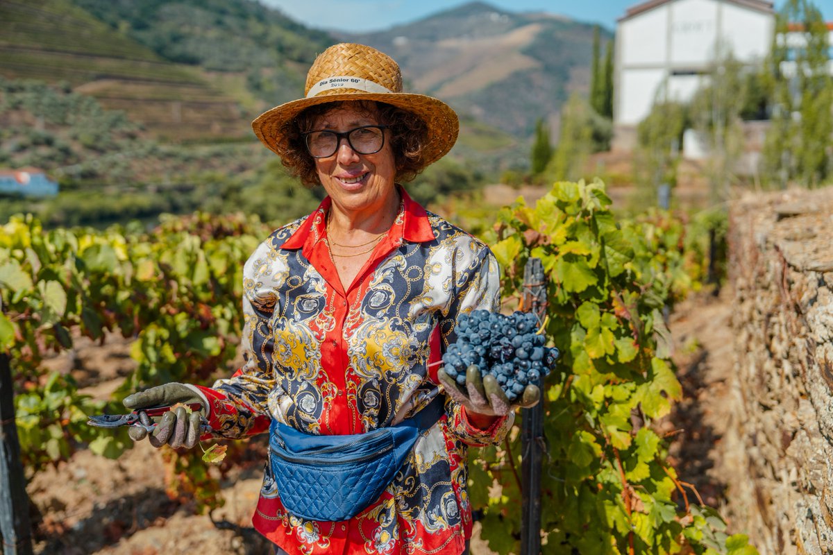 CroftPort's tweet photo. Rostos felizes, uvas felizes, vindima feliz. 😃 Happy faces, happy grapes, happy harvest.
#croftport #douro #quintadaroeda #vindimas #harvest #harvest2023 https://t.co/5USSZJ37cA