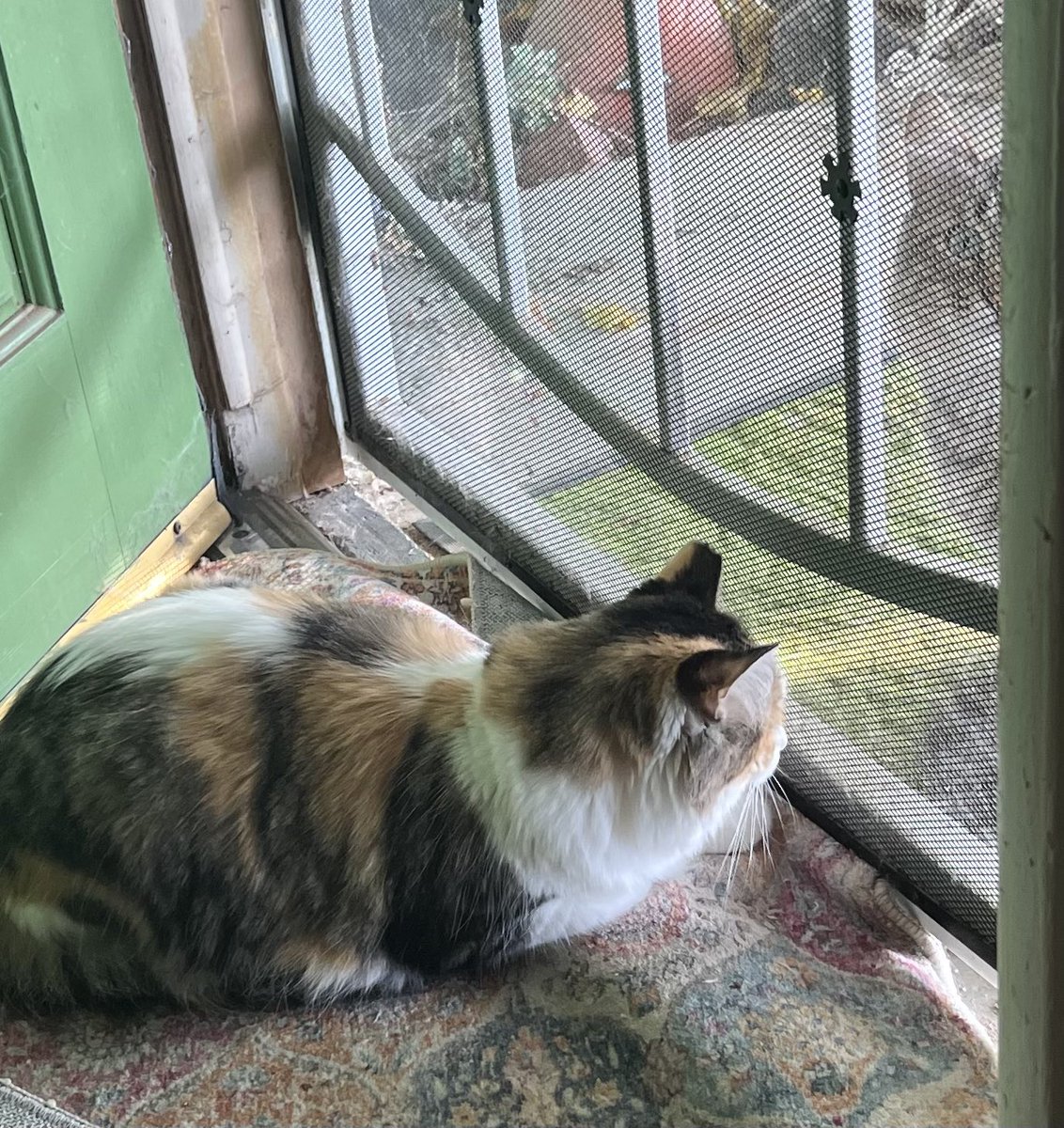 Peldyn and the Yule Cats tweet media