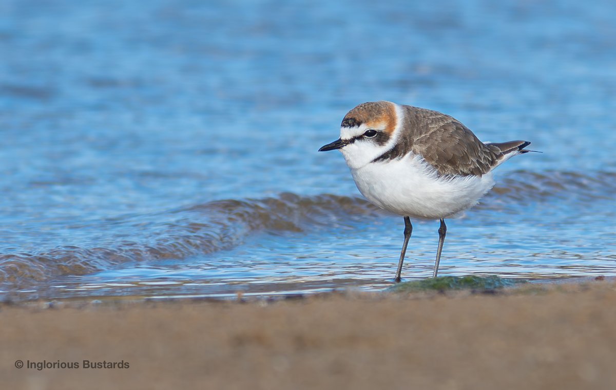 Otis_inglorius's tweet image. Got that #Migration #FOMO? We have last-minute spots for you on our #Ronda &amp;amp; The #Straits #tour combining awesome views of late autumn migration and mountain #Birding 

More info:

ingloriousbustards.com/the-unknown-vu…

or email info@ingloriousbustards.com 

#FlywayBirding