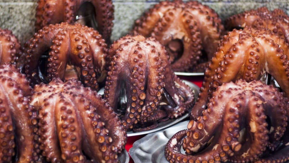 AidaGascon's tweet photo. Quizás te guste comer pulpo cuando vas de tapas. Y quizás pienses que construir una macrogranja puede ser la solución para que haya "pulpo para todos".

Pero más intensificación no evitará que se sigan esquilmando los mares, sino todo lo contrario.

⛔ #GranjaDePulposNO https://t.co/NVq5QC4SYG