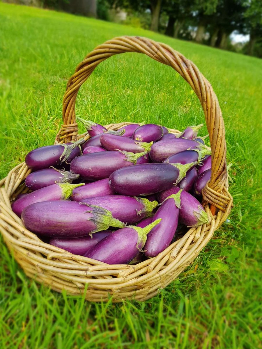 Baby Aubergines freshly  picked,

#MountBriscoeOrganicFarm

#Organic #Farming 
#KitchenGardern
#OrganicSeptember 
#Igrowyourfood