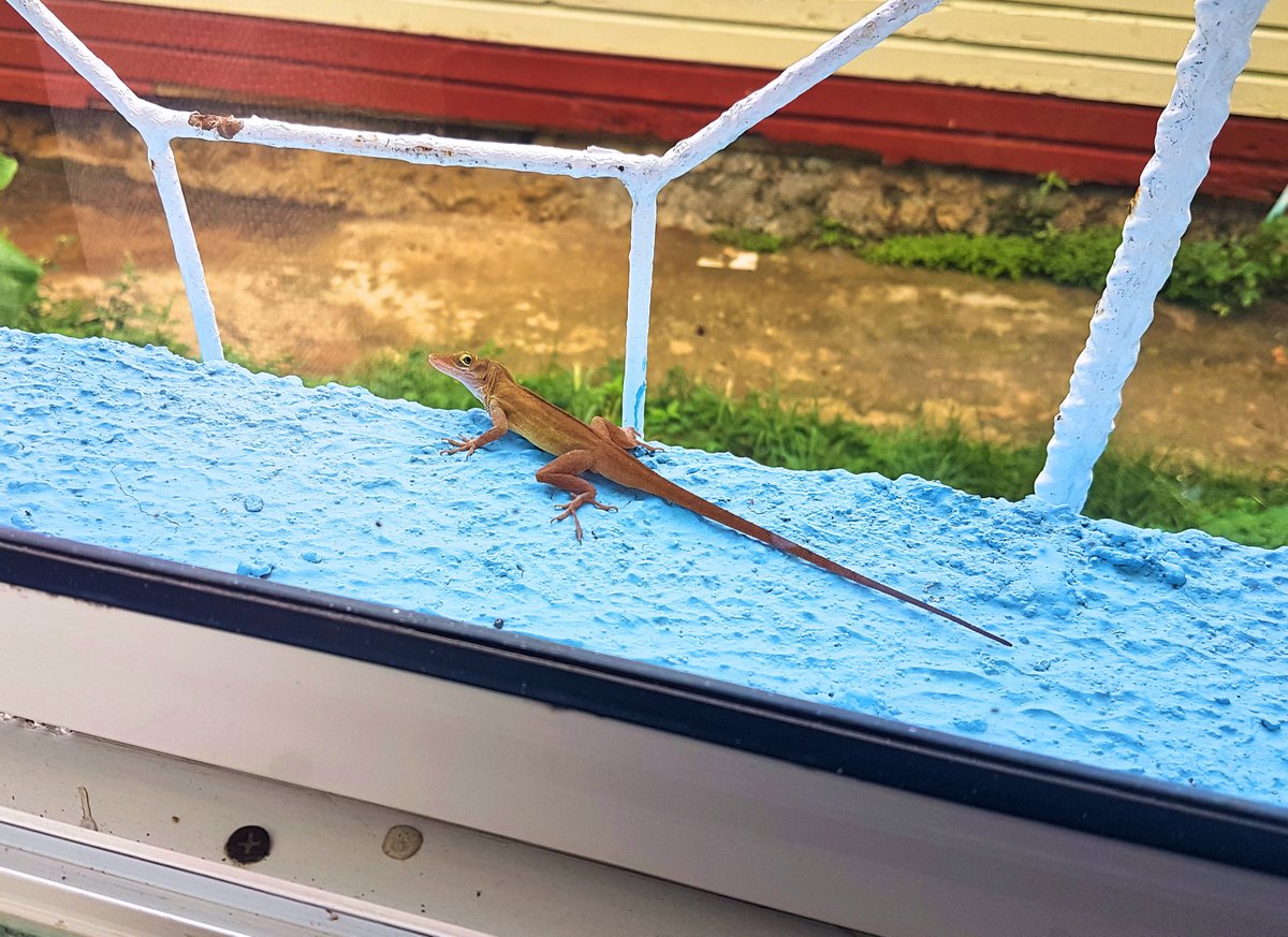 A rainy day means chain-drinking coffee and continuing to wage war against the ants that are successfully taking over the house. 

Even the lizards are judging me.