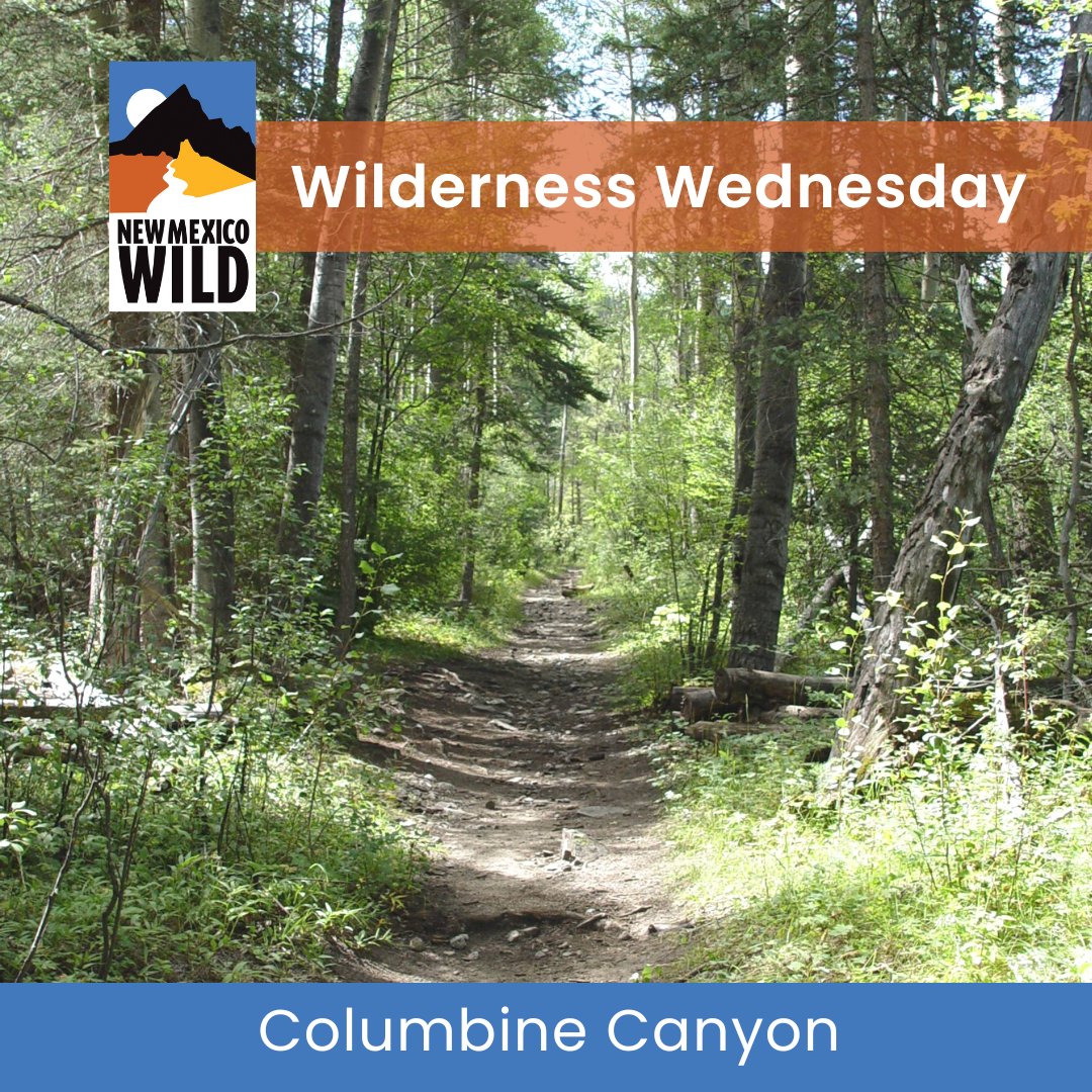 This #wildernesswednesday we're hiking at Columbine Canyon, a forested trail located in the Columbine-Hondo Wilderness! Learn how to get there at hike.nmwild.org! #nmwild #keepnmwild #newmexico #nmtrue #hikenm #nmoutside #landofenchantment #trueabq #nmoutdoors