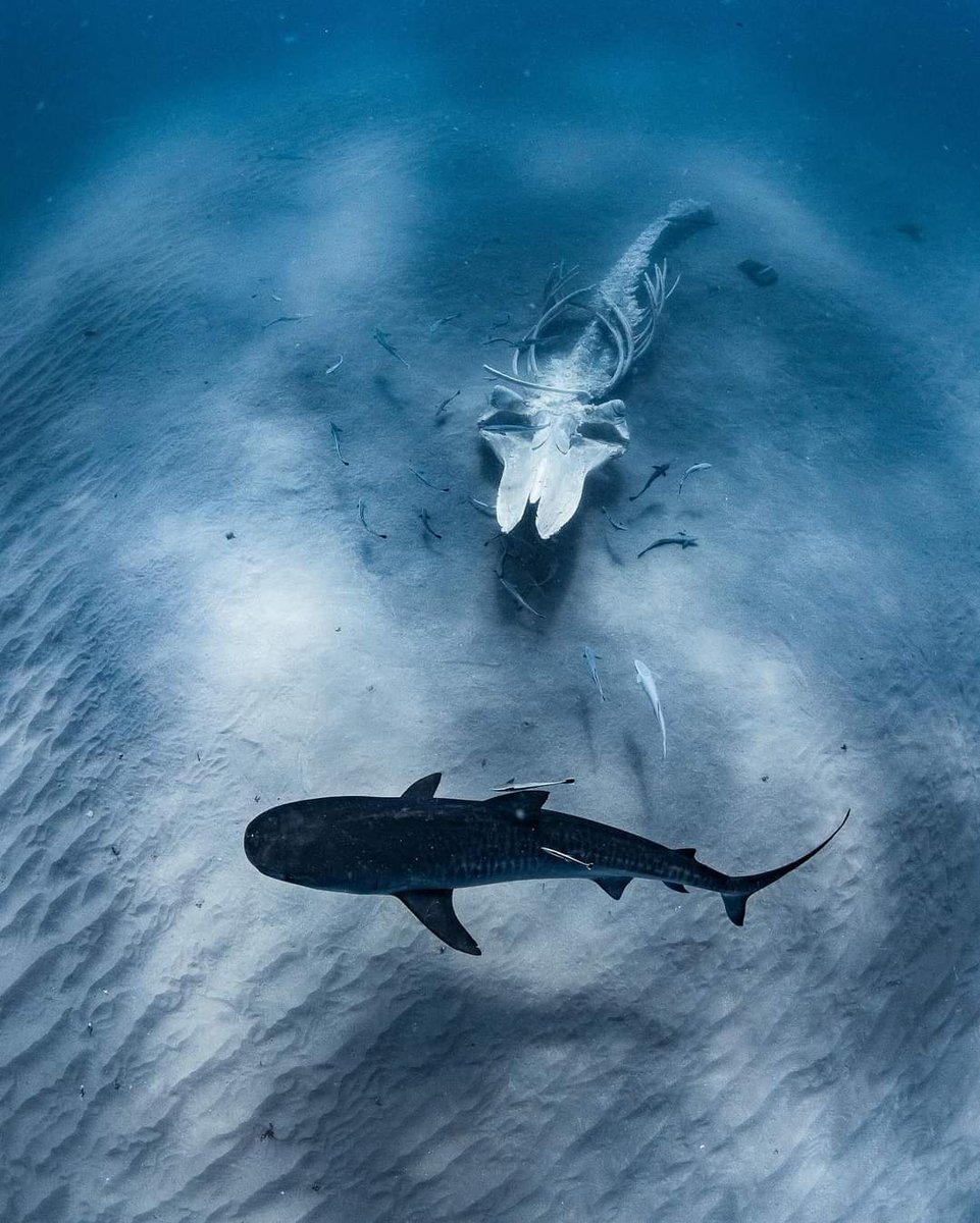 Marine Life Monday 🎥 @brookepykephotography #deeperbluephoto