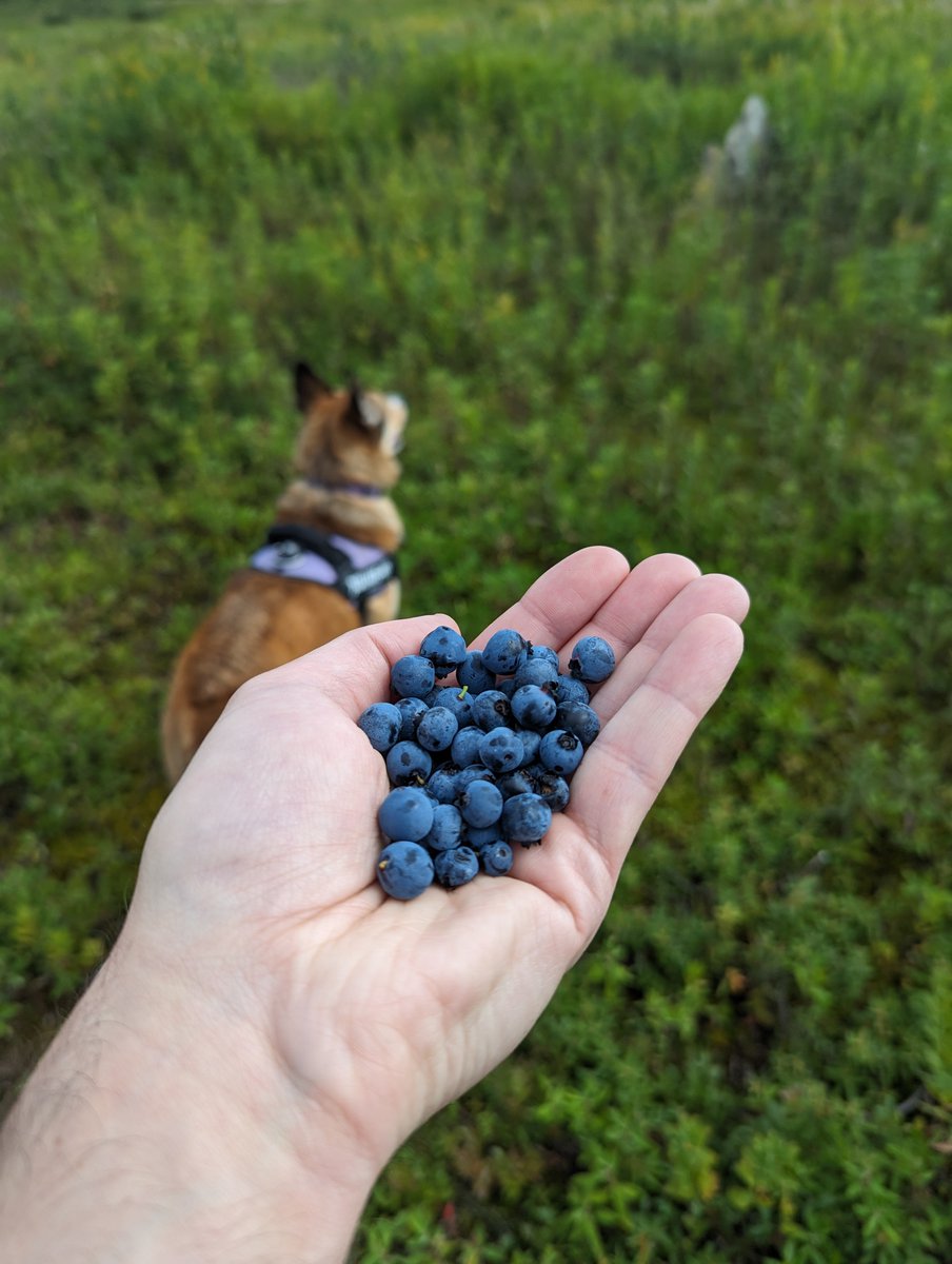 Well that's a slightly unexpected #MuttStrut treat.  Lots of them were shriveled and past ripe, but found enough good ones for a handful or two. #nlNature