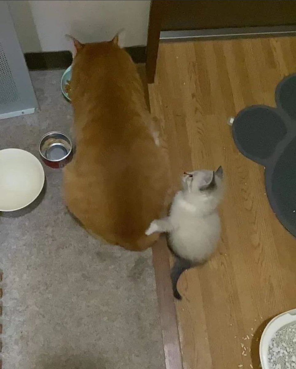 DontShowYourCat's tweet photo. moral support https://t.co/9vhZ7xGYFh