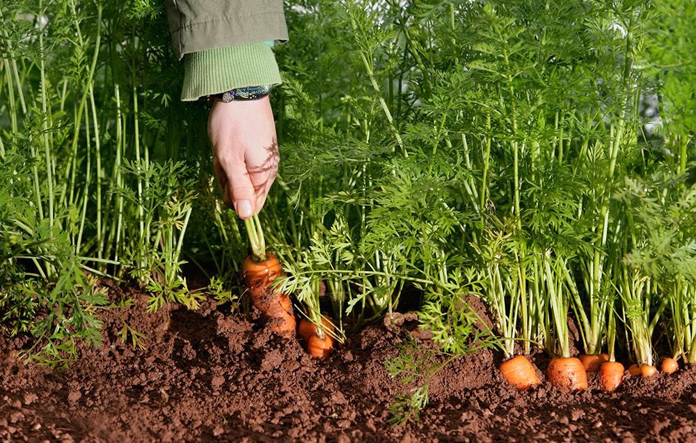 yusaidov's tweet photo. @iskdin Maybe because of greens that you see while the carrot is growing? https://t.co/dlGYx4Z1he