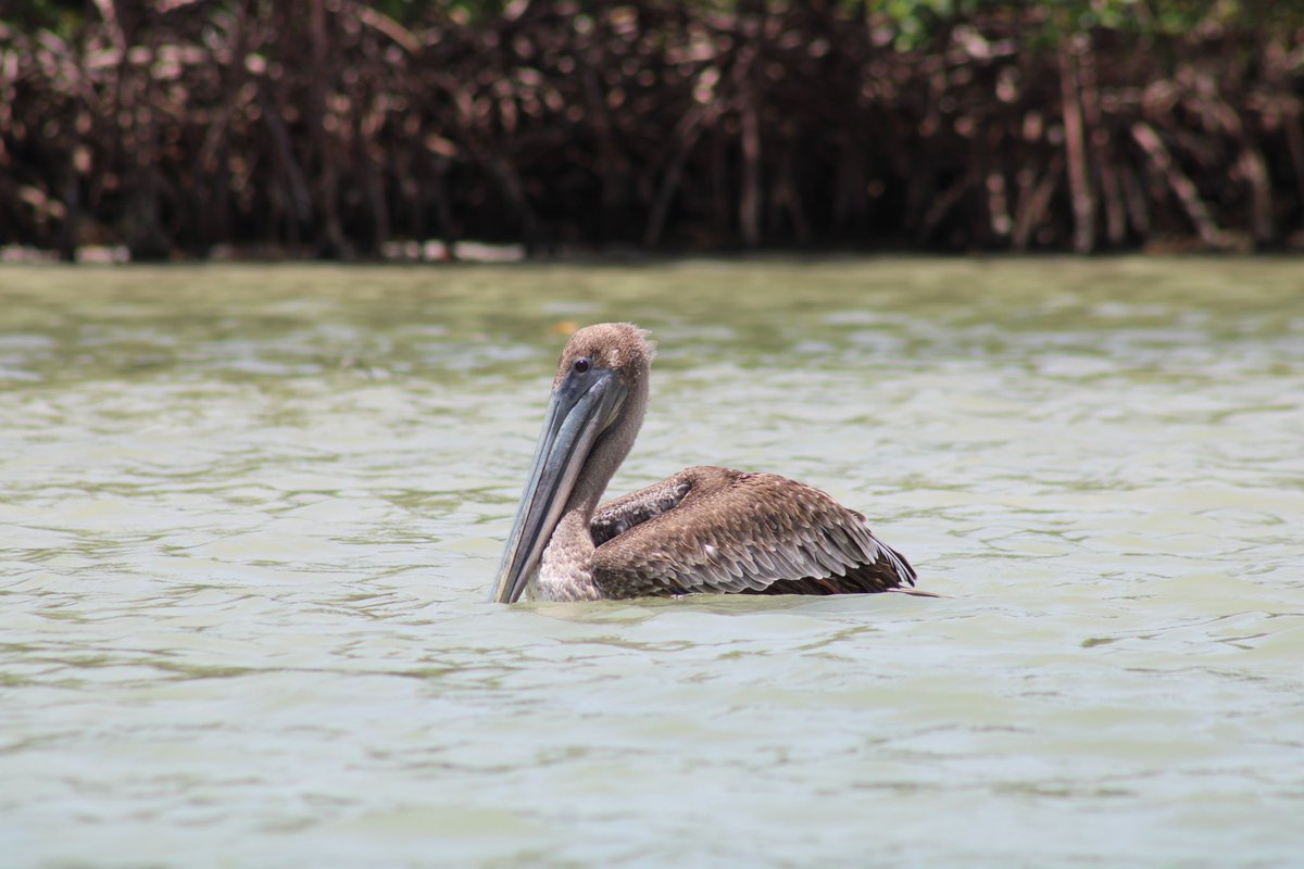 ExposuresNauti's tweet photo. With all the brightly colored, beautiful birds in Florida, the pelican often gets overlooked. Not today! Today, we celebrate pelicans. No particular reason, we just happen to really like pelicans. #pelicans #birds #naplesflorida #naples https://t.co/Va2IaqUiob