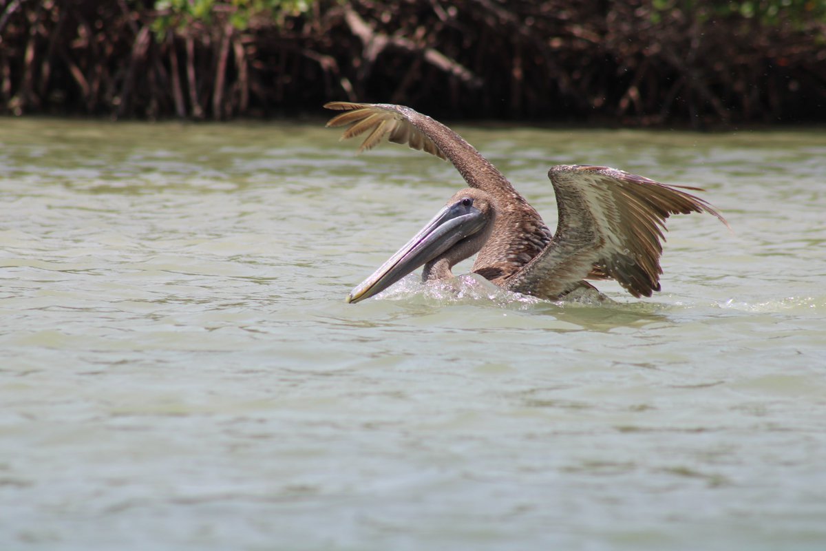 ExposuresNauti's tweet photo. With all the brightly colored, beautiful birds in Florida, the pelican often gets overlooked. Not today! Today, we celebrate pelicans. No particular reason, we just happen to really like pelicans. #pelicans #birds #naplesflorida #naples https://t.co/Va2IaqUiob