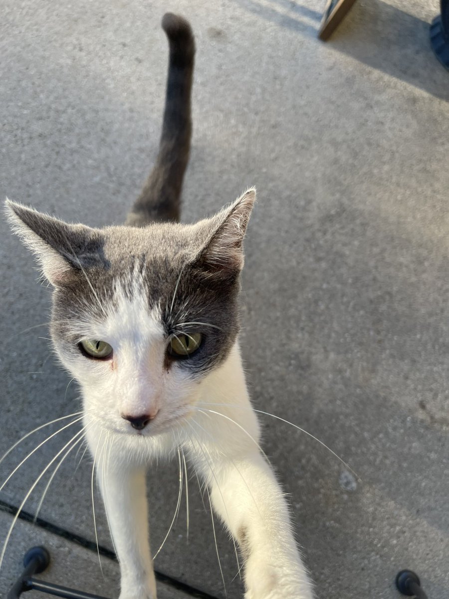 scamperbeasts's tweet photo. A stray scamperer has been sighted, and he loves being pet! https://t.co/K5ZIA2ondE
