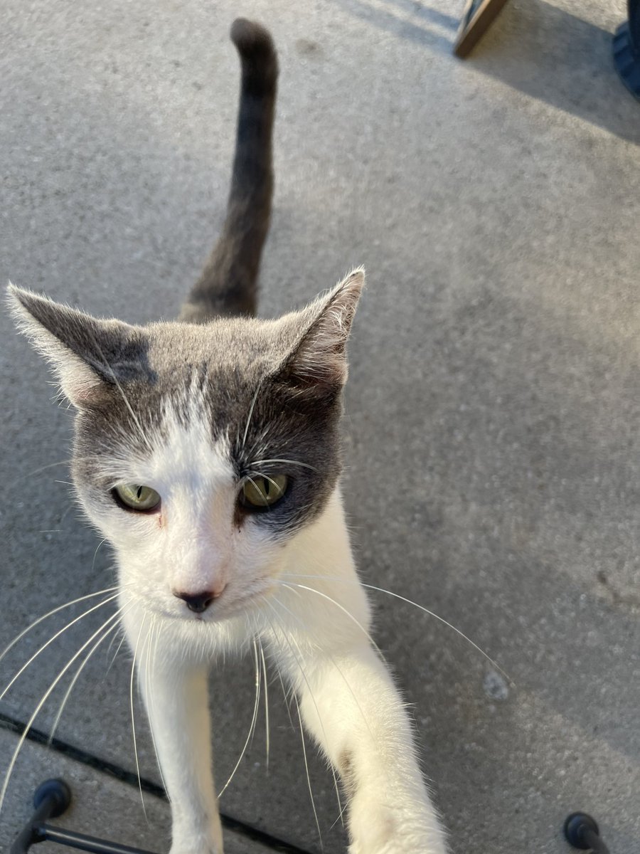 A stray scamperer has been sighted, and he loves being pet!