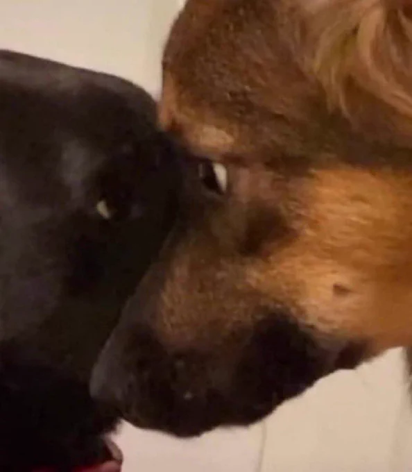 𝖋𝖗𝖘𝖍 tweet media