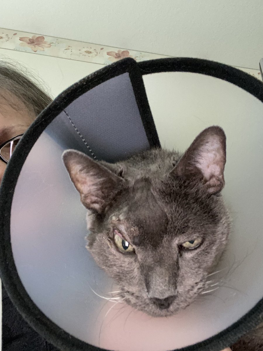 KatsShanteau's tweet photo. Each day better but his eye might not be perfect but he’s PERFECT to me ! #Cat Lego #CatSurgery #Cyst #NotCancer #OldCat He tolerates the cone but makes a mess with his wet food with every bowl I’ve tried. He has another week until the Vet. https://t.co/JvgUDzSuZB