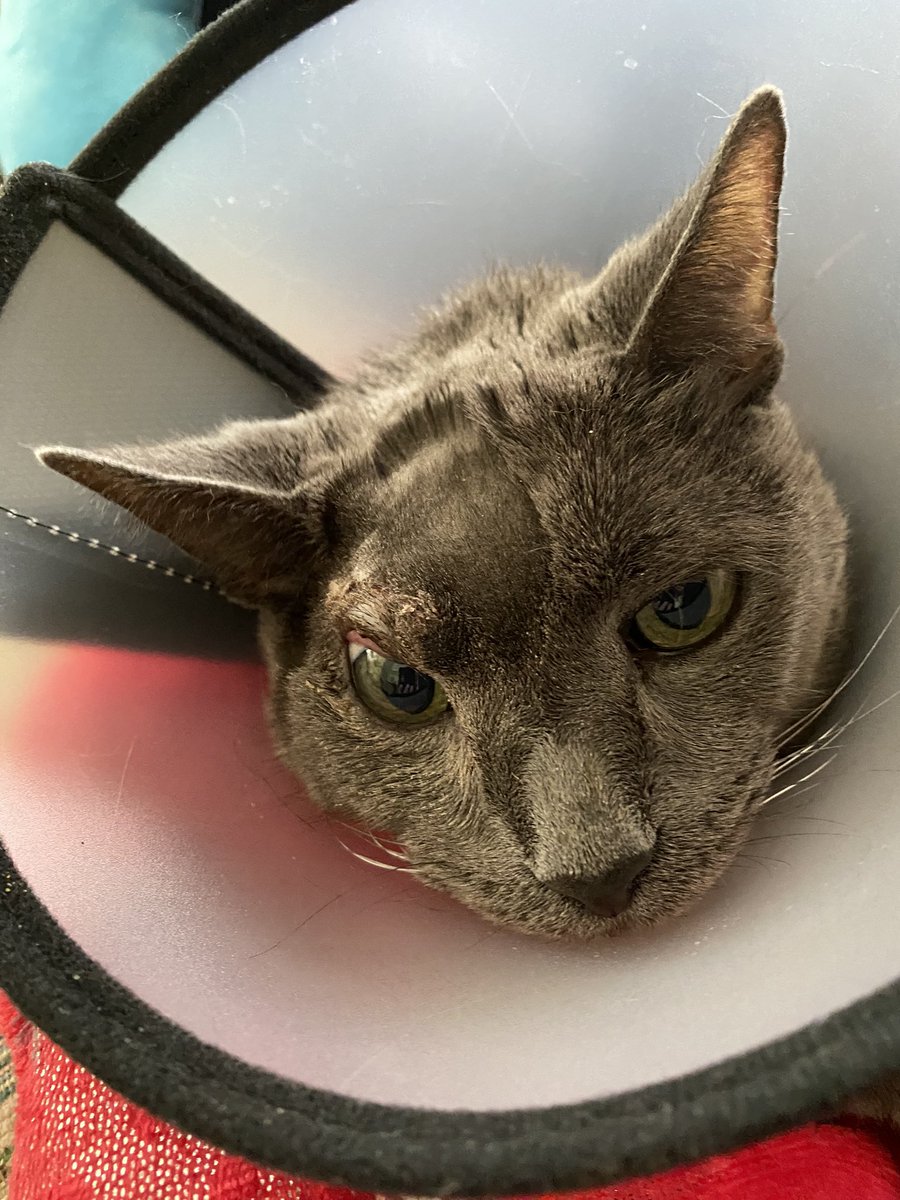 KatsShanteau's tweet photo. Each day better but his eye might not be perfect but he’s PERFECT to me ! #Cat Lego #CatSurgery #Cyst #NotCancer #OldCat He tolerates the cone but makes a mess with his wet food with every bowl I’ve tried. He has another week until the Vet. https://t.co/JvgUDzSuZB