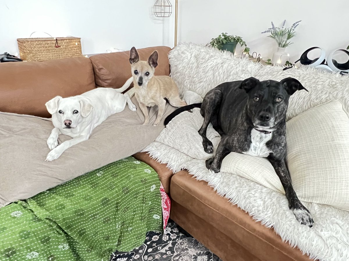 Juniper Bear and the Couch Potatoes tweet media