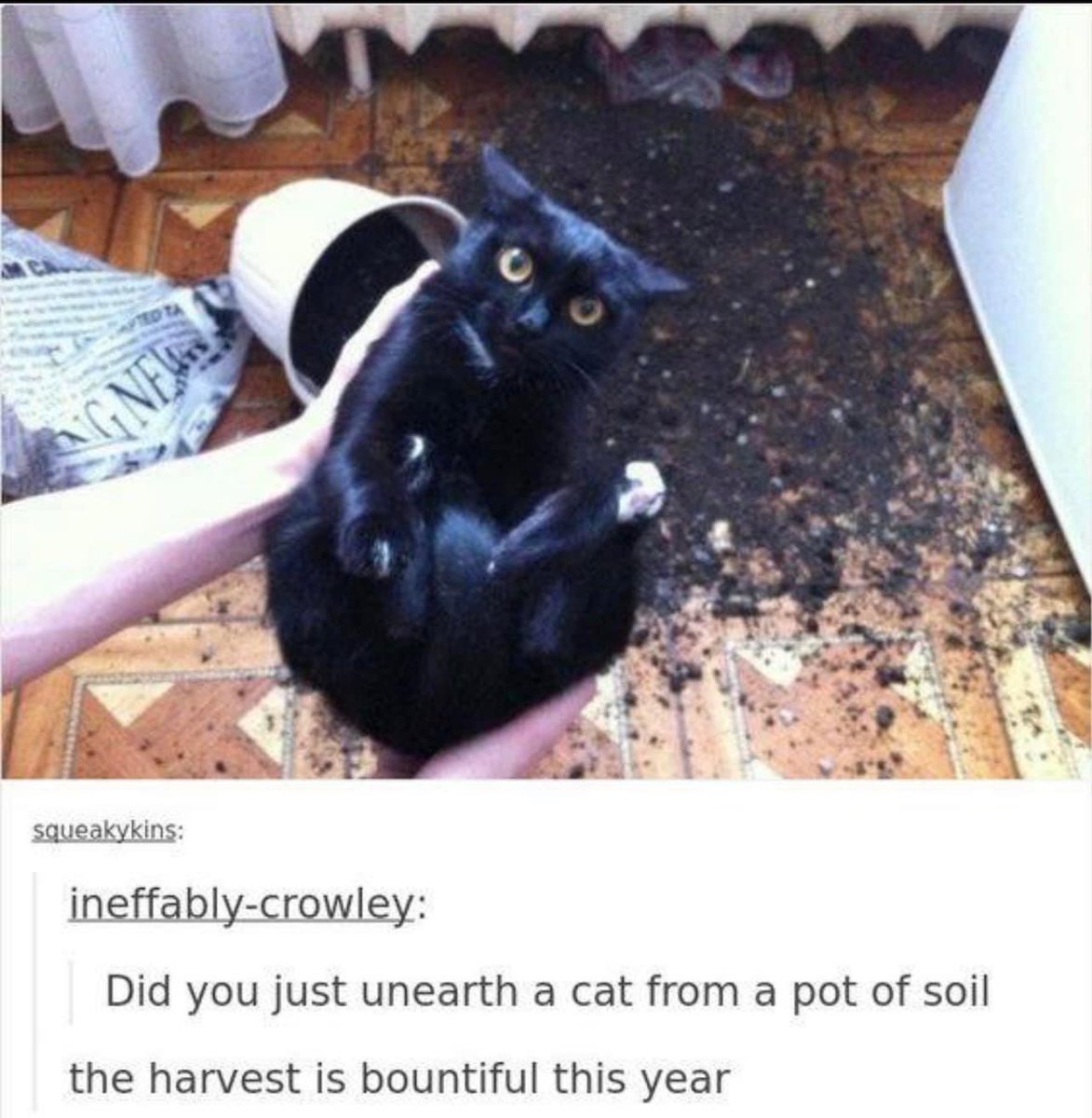 PostsOfCats's tweet photo. https://t.co/5yprGNzxiI