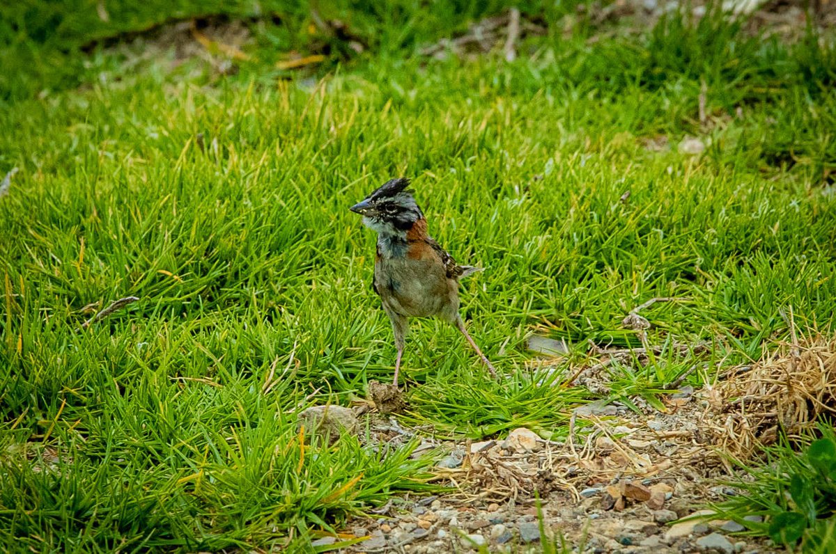 ClaudiaLopez's tweet photo. En el humedal Torca - Guaymaral liberamos 49 animales silvestres, entre aves y reptiles, para que cumplan su función ecosistémica.
Fueron rescatados, llevados al centro de fauna, atendidos por veterinarios y hoy vivimos el momento feliz de regresar a estos bogotanos de otra especie a su hábitat natural.
Además, éste humedal quedará plenamente restaurado gracias al plan de manejo que se está ejecutando.
Seguimos viviendo una maravillosa #SemanaBogotáReverdece
@AnimalesBOG @ambientebogota