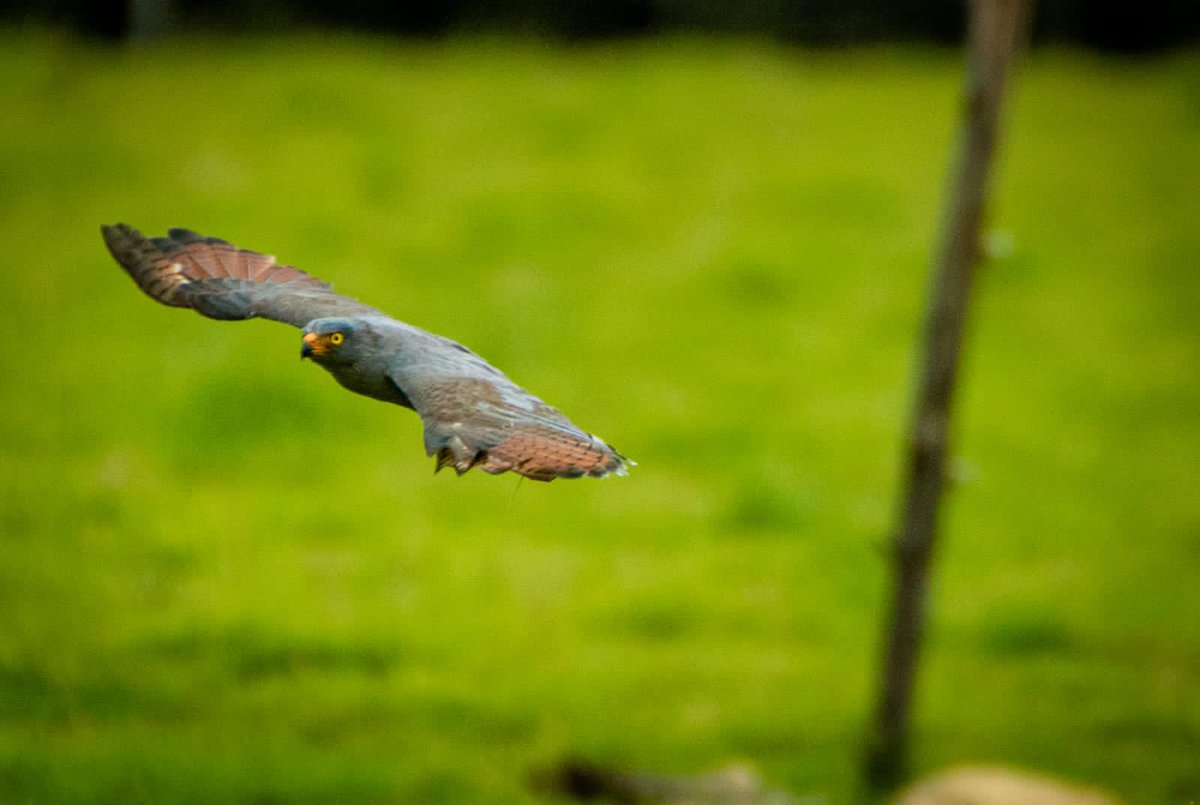ClaudiaLopez's tweet photo. En el humedal Torca - Guaymaral liberamos 49 animales silvestres, entre aves y reptiles, para que cumplan su función ecosistémica.
Fueron rescatados, llevados al centro de fauna, atendidos por veterinarios y hoy vivimos el momento feliz de regresar a estos bogotanos de otra especie a su hábitat natural.
Además, éste humedal quedará plenamente restaurado gracias al plan de manejo que se está ejecutando.
Seguimos viviendo una maravillosa #SemanaBogotáReverdece
@AnimalesBOG @ambientebogota