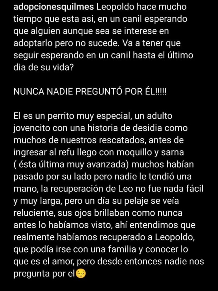RaquelMait's tweet photo. Quien pueda adoptar a este perrito se ruega comunicarse al face o Twitter de adopciones quilmes.
@amoperrosygatos 
@amoperrosygatos 
@amoresperro5 
@Atenea34921155 
@Lau14251 
@lavozdelosotros 
@liabatrace 
@Tickie18 
@patitas_budgeok 
@Gaby_Gege 
@Debbuc2 https://t.co/A7j2ufQZfo