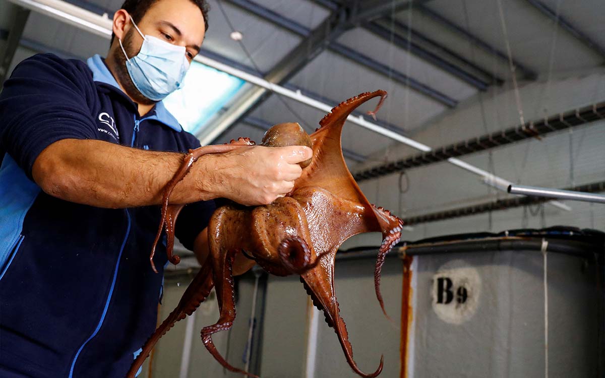 AnimaNaturalis's tweet photo. 📣 A @PescanovaCorp no le  importa el rechazo de la comunidad científica, los riesgos ambientales ni la carencia de normativa específica para la cría, manejo o sacrificio de los pulpos.

¿Y a ustedes, @sanchezcastejon, @mapagob  @LuisPlanas? 

#GranjaDePulposNO ⛔️ https://t.co/5Eq7DEIZ6Y