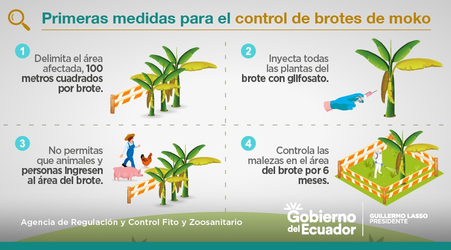 AgrocalidadEC's tweet photo. 👨🏻‍🌾 Amigo productor aplica estas medidas y controla el brote de moko.

Ante la presencia de esta plaga comunícate al 1800 247-600.

#ProtegeTusCultivosDelMoko

Más información ⤵️
https://t.co/esjnX3tCOV https://t.co/nsm30AtbNZ