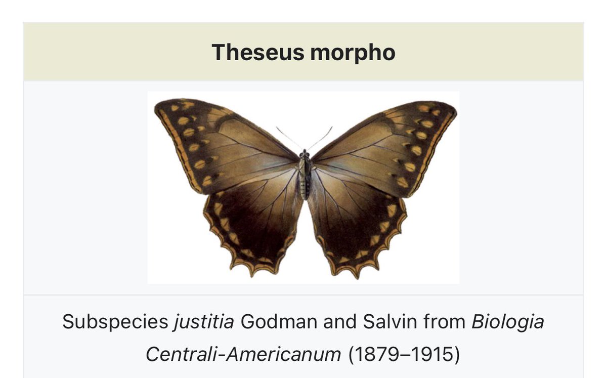 StrakaRevealed's tweet photo. @KMVastra Theseus morpho
#vmstraka #whoisstraka https://t.co/R2O4y4I5bd