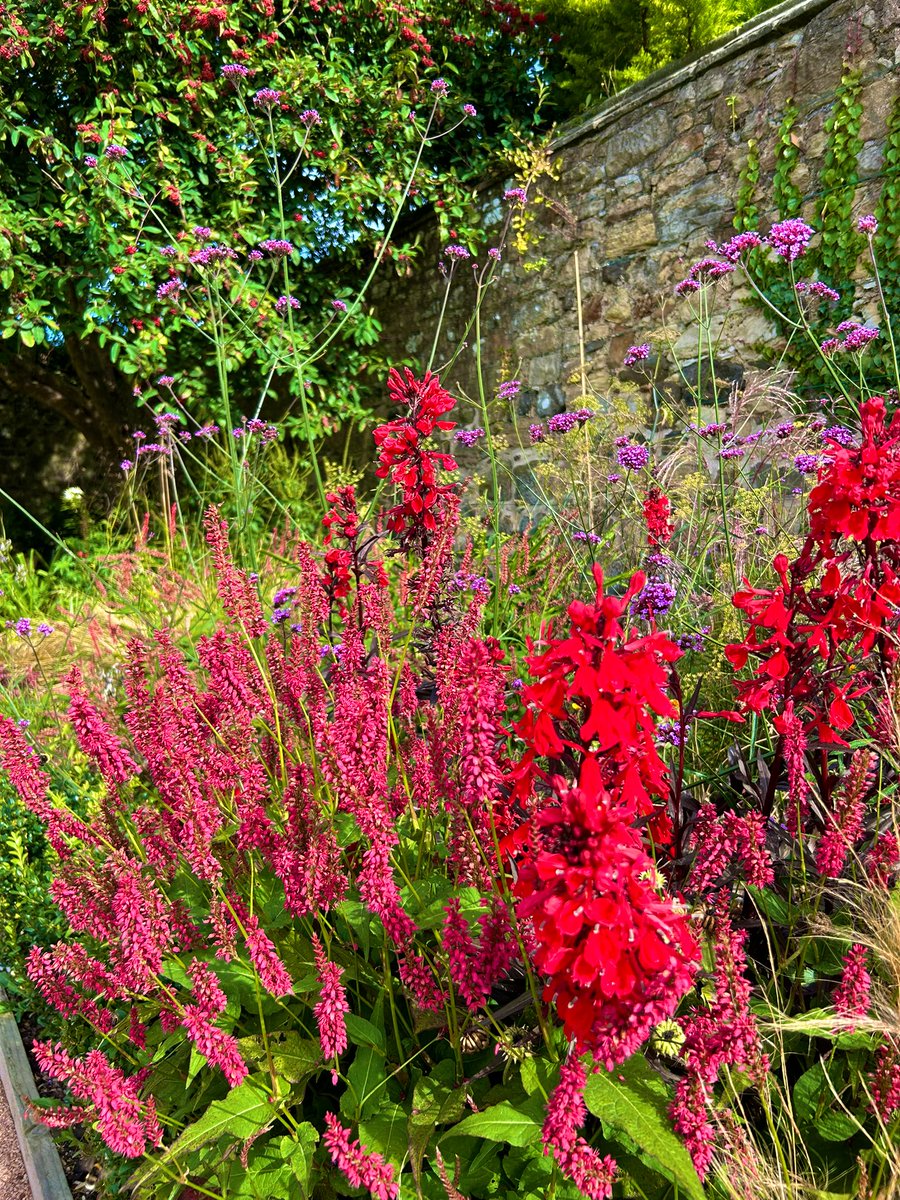 LStewart_books's tweet photo. Pretty corner of the garden at Aberdour Castle 
#Wednesdayvibe #corner #GardeningX 
#flowers #pretty #NatureBeauty https://t.co/1OgOjZopfR