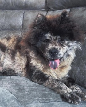 millypod1's tweet photo. 🆘19 SEPT 2023 #Lost BINKY #ScanMe
Merle Chow Chow Female
Old Wargrave Road #Earlestown #Wargrave #WA12
#NewtonLeWillows #Merseyside
https://t.co/Q3BUgYGccY https://t.co/8TLYCAn7eG