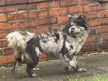 millypod1's tweet photo. 🆘19 SEPT 2023 #Lost BINKY #ScanMe
Merle Chow Chow Female
Old Wargrave Road #Earlestown #Wargrave #WA12
#NewtonLeWillows #Merseyside
https://t.co/Q3BUgYGccY https://t.co/8TLYCAn7eG