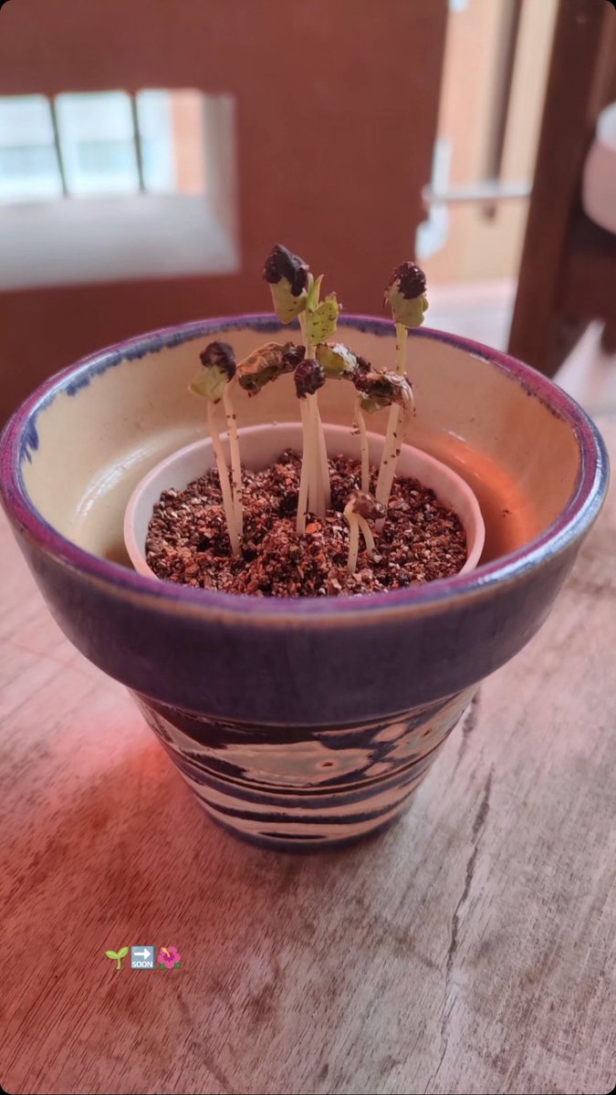 elvirapinob's tweet image. Mis semillitas de #SISTEDES2023 ya son plantitas 😍