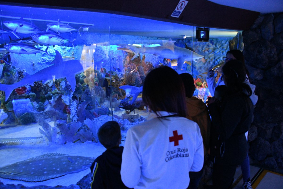cruzrojabogota's tweet photo. 12 niños y niñas de nuestras casas de acogida conocieron el Museo del Mar de la @Utadeo_edu_co 🪼. Gracias a este convenio, los más pequeños disfrutaron y aprendieron sobre ecosistemas marinos sumergidos, mamíferos acuáticos y diferentes temas relacionados con el mar. 🐟 https://t.co/fY34IPbtT8