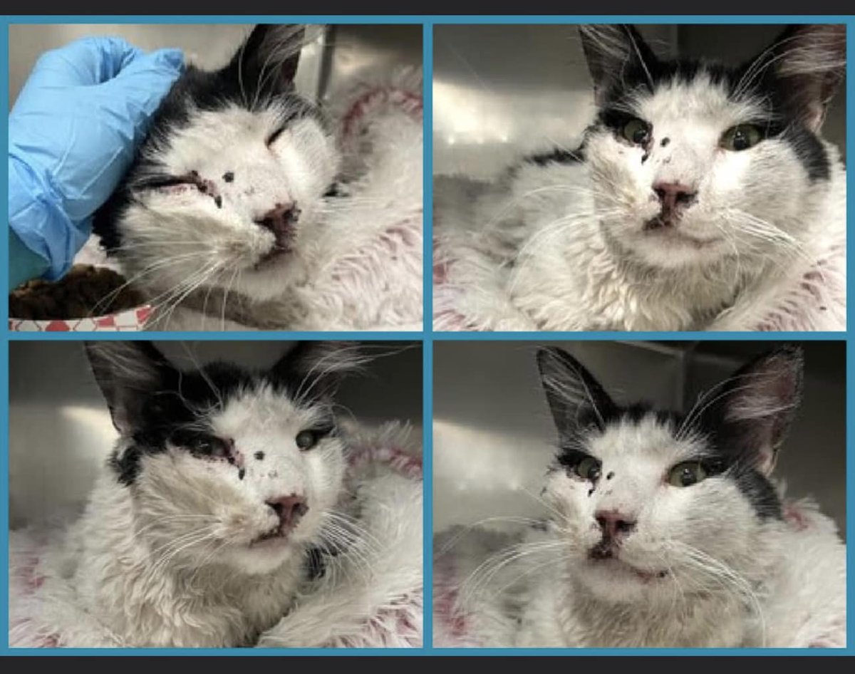 LOVE_CATS_ONE's tweet photo. URGENT PLEDGES NEEDED for injured JADE at NYC-ACC #182686πππππππππ
Jade has head and face trauma that needs to urgently be addressed.
Heβs not eating at the shelter and is likely in pain.
Ready For Rescue really wants to pull this guy, but needs pledges β€οΈ
Jadeβs vetting is going to be costly. Please consider a pledge in comments. Thank you π
https://t.co/WWdCnJngc7