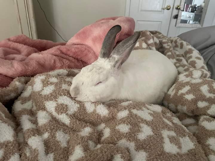 I just got this blanket for ME… now it’s his 😵‍💫
.
.
.

#rabbit #bunny #rabbitsofinstagram #bunnylove #bunniesofinstagram #rabbits #cute #bunnies #pet #rabbitlove #bunnyrabbit #love #rabbitstagram #petsofinstagram #