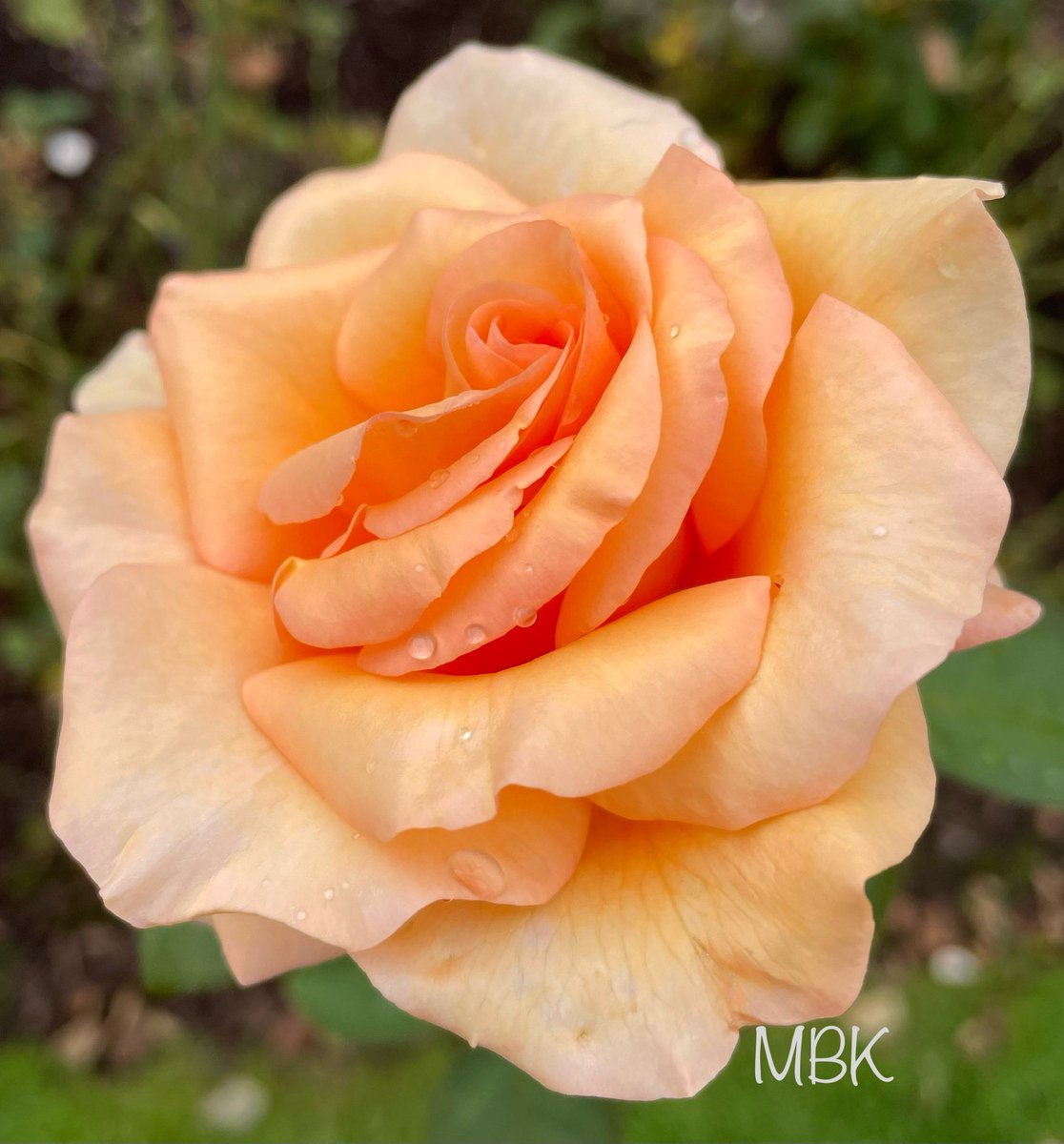 A lovely peachy beauty for #RoseWednesday from the local rose garden…She looks like someone sculpted her…Enjoy! 🍑🌹🧡 #flowers #rose #flowerphotography #rosegarden #garden #GardeningX #GardeningTwitter #beauty #nature #perfection