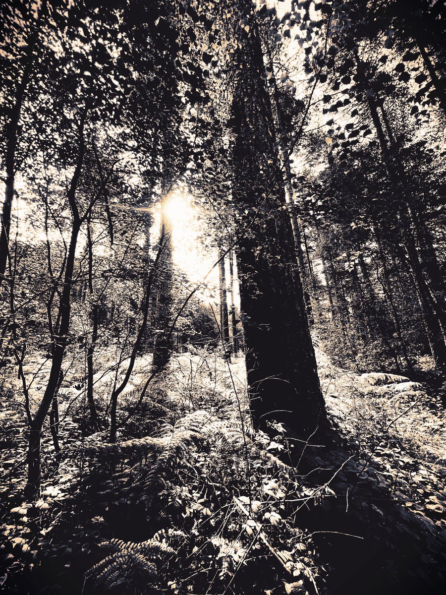 It’s All Made Of Light And Shadow

#LightAndDark
#Sunlight
#Sunshine
#Shadows
#Forest
#Nature
#Photography