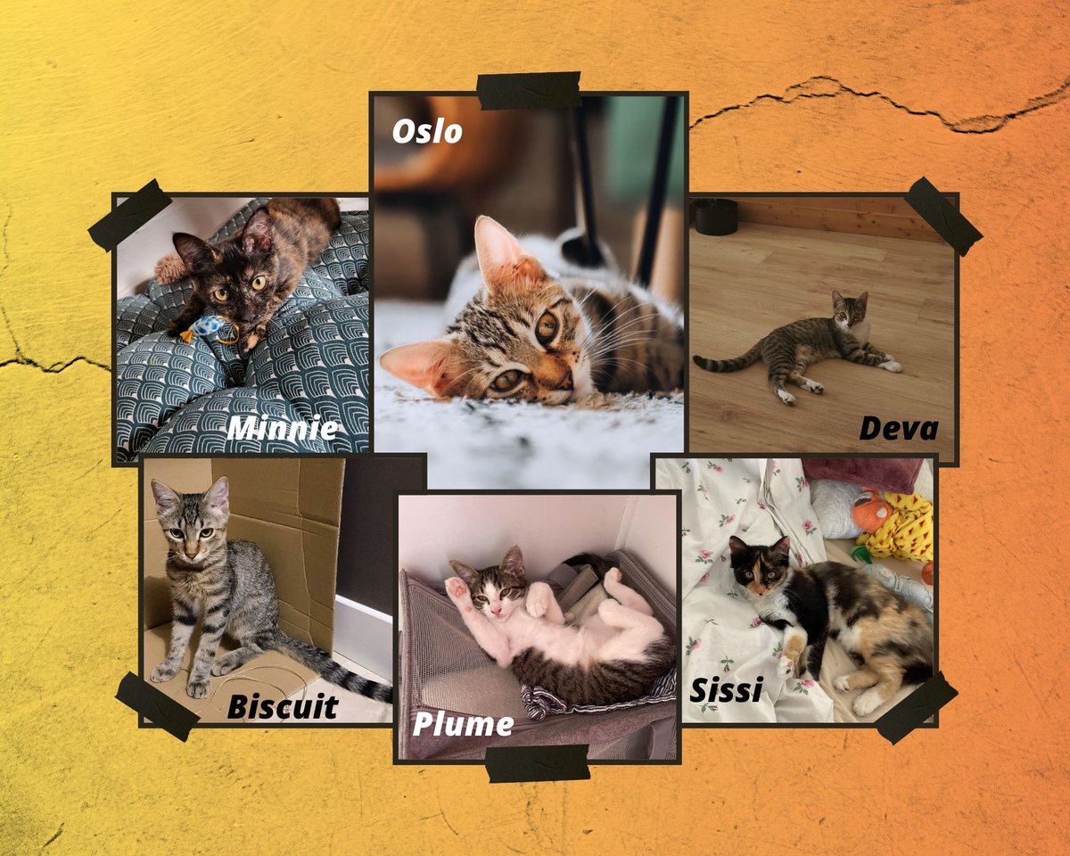 [Adoptés] L'été touche à sa fin et nous voulions remercier tous les bénévoles, donateurs, adoptants et nourriciers qui ont pu contribuer, de près comme de loin au sauvetage de nombreux chats et chatons. Ici un petit échantillon de 6 loulous qui ont eu la chance d'être adoptés ❤️