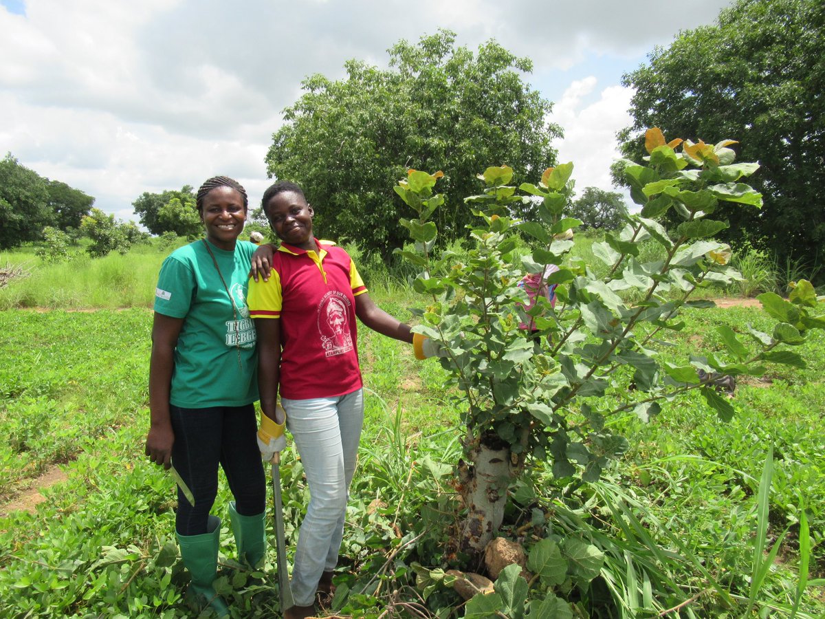 Farmers in Ghana are implementing FMNR to restore degraded land and promote sustainable tree management, thereby achieving higher crop yields and safeguarding their land from adverse weather conditions. We are providing them with regular technical support. #ghana #fmnr 🌿🌾