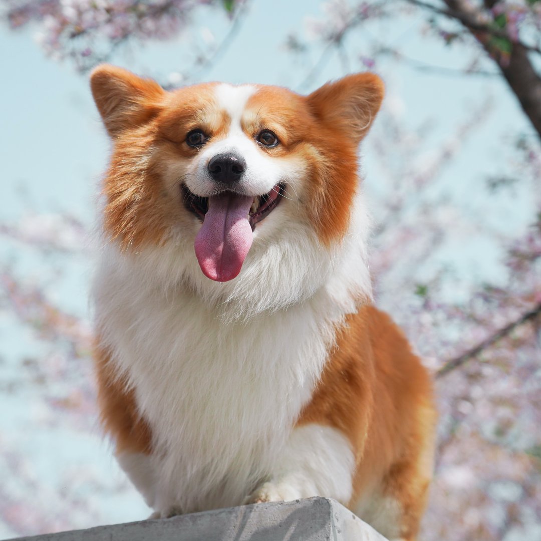 corgi_fans's tweet photo. https://t.co/gHJJEdlKm6